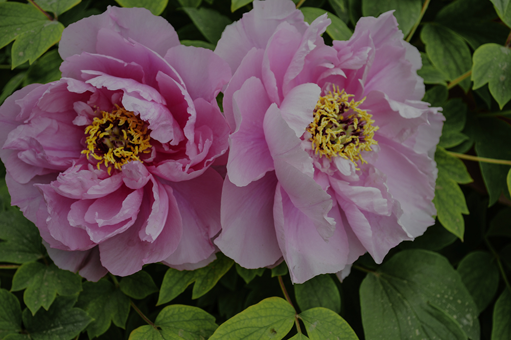 �������ʳ��ฮ a0331.jpg