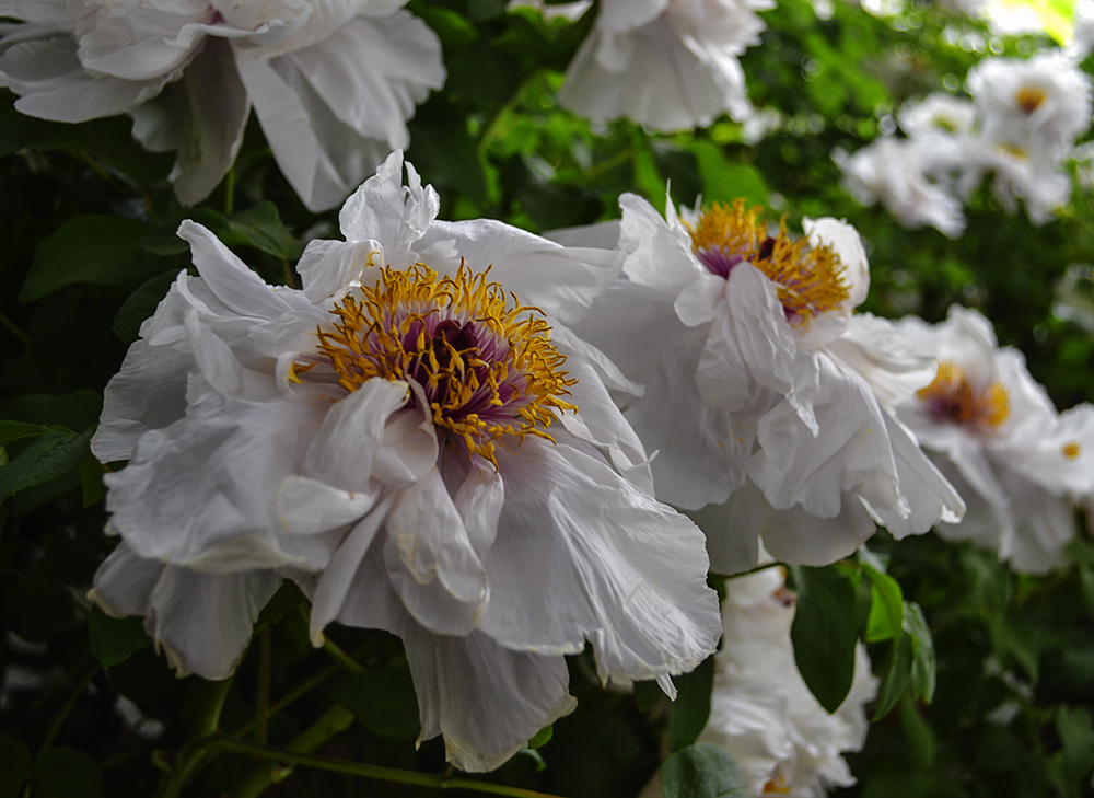 �������ʳ��ฮ a0791.jpg