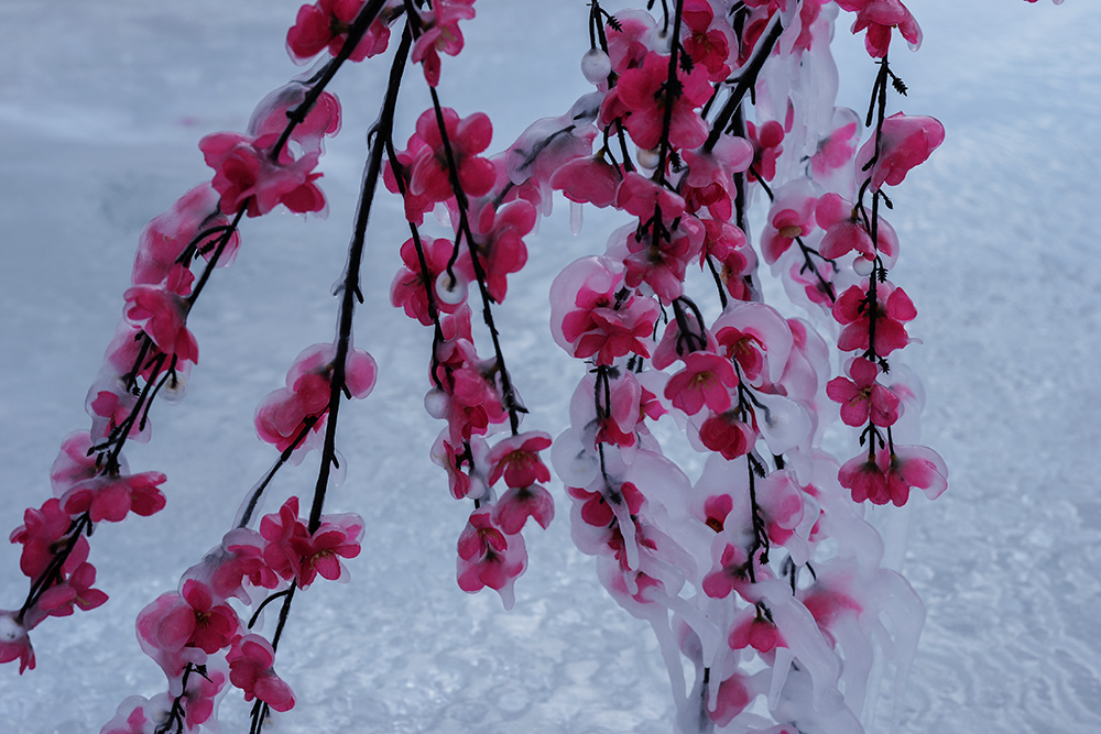 2015��1��2�ձ���gg a2412.jpg