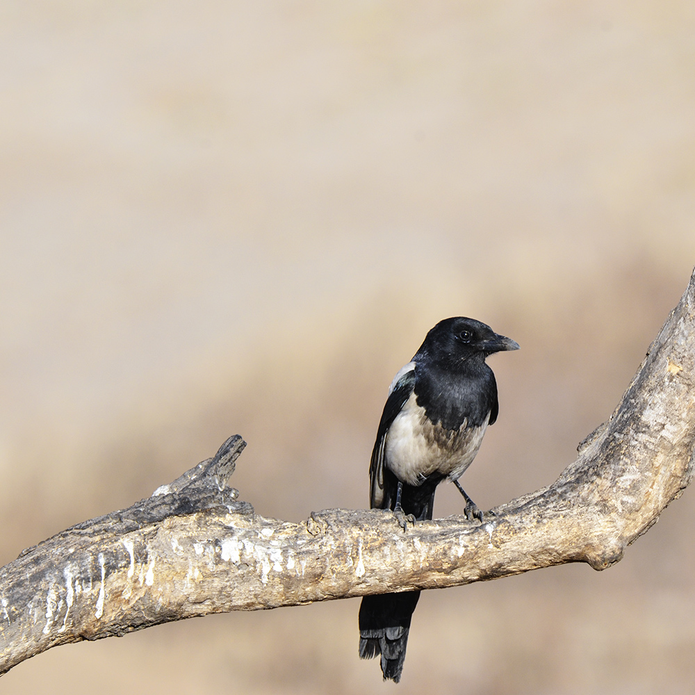 2015��2��16���� a0121.jpg