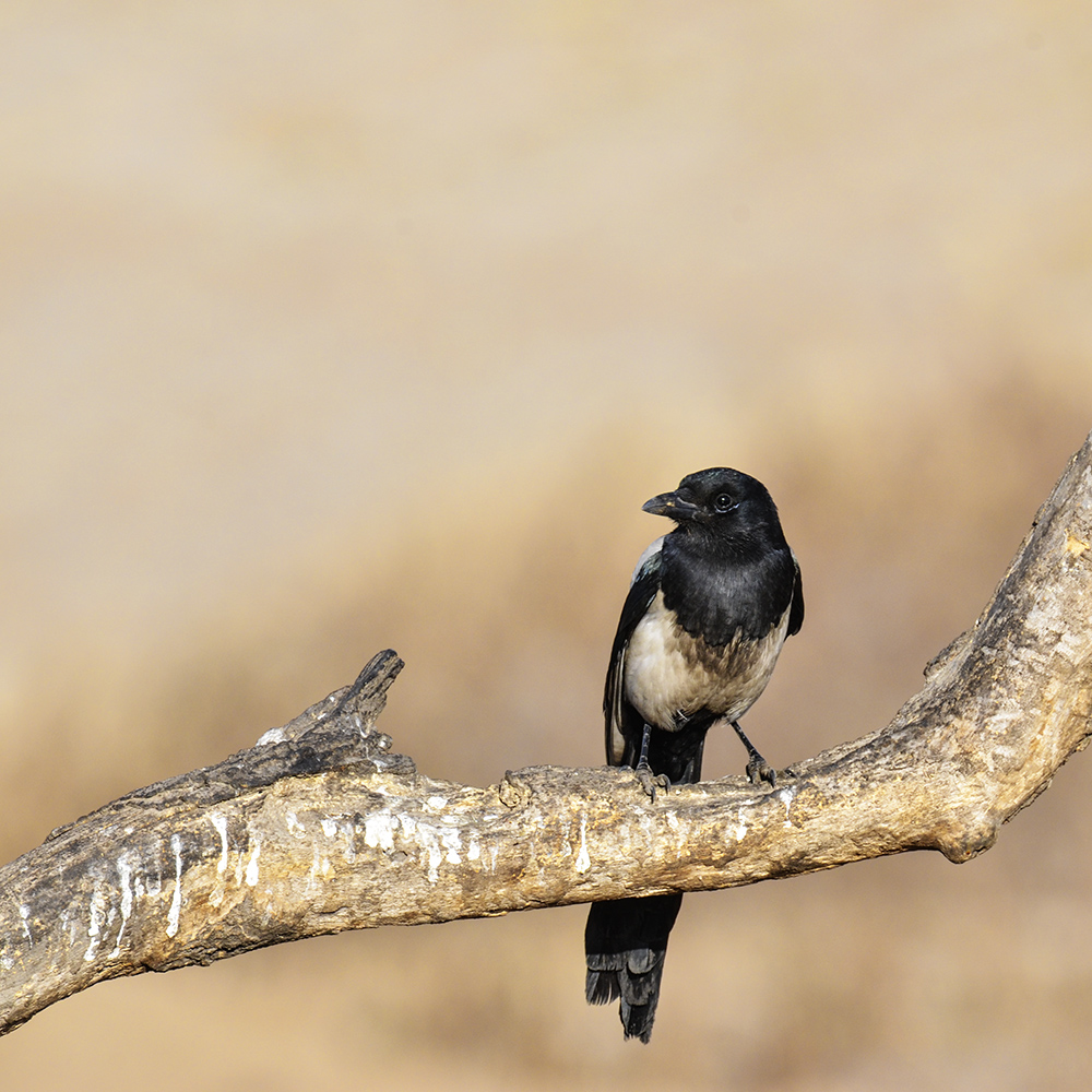 2015��2��16���� a0141.jpg