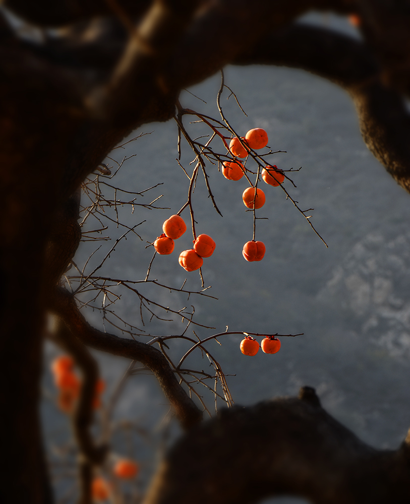 2014��11��9����������2 a1391.jpg