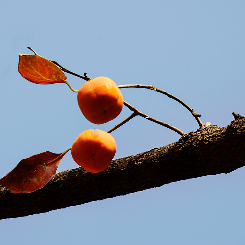 2014��11��9����������2a 0251.jpg