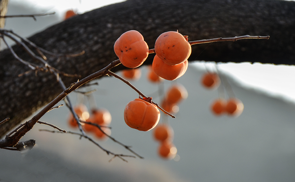 2014��11��9����������2a 2151.jpg