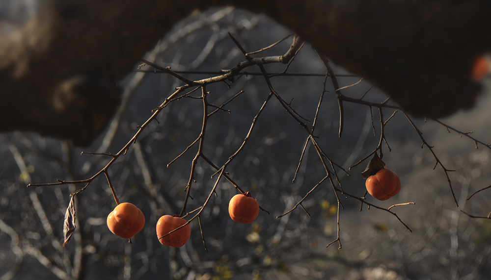 2014��11��9����������2 a1401.jpg