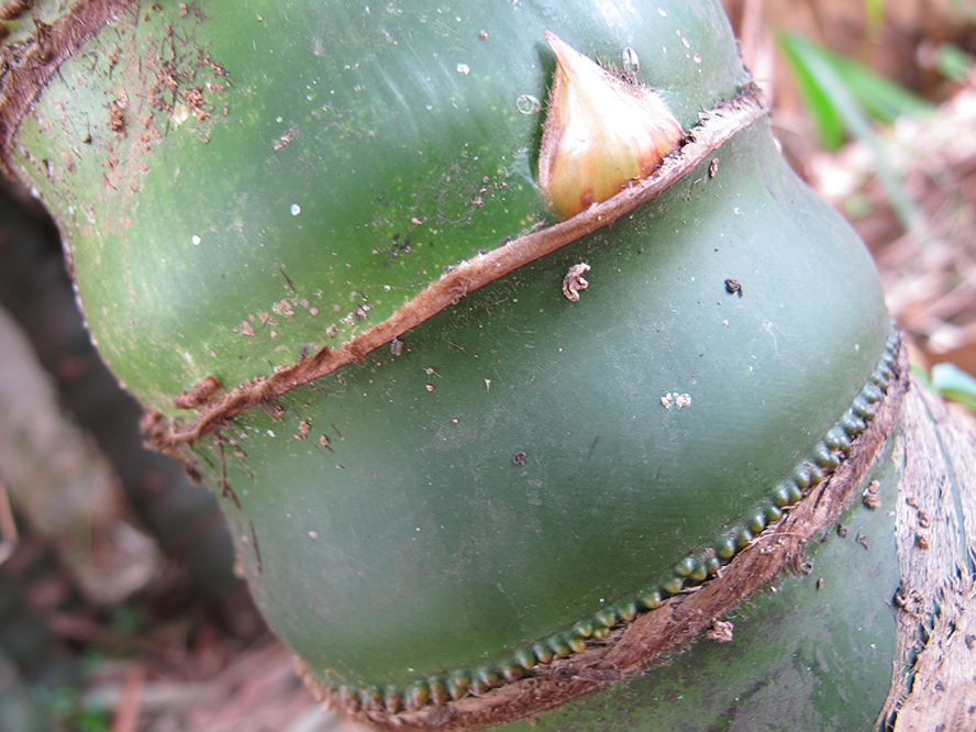 20100507handan 300.jpg