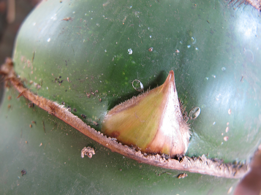 20100507handan 299.jpg