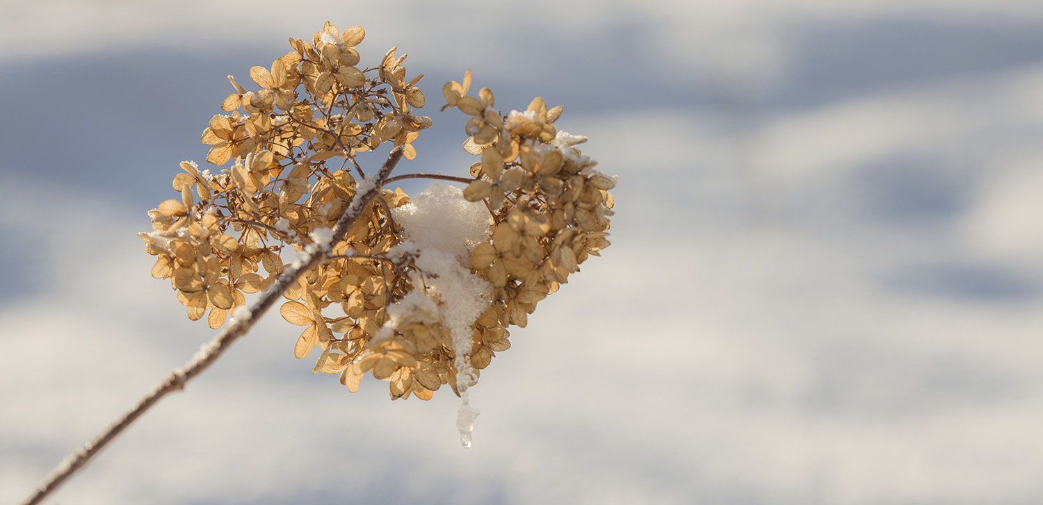 ������ﶬ