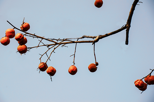 2014��11��8��a 03112.jpg