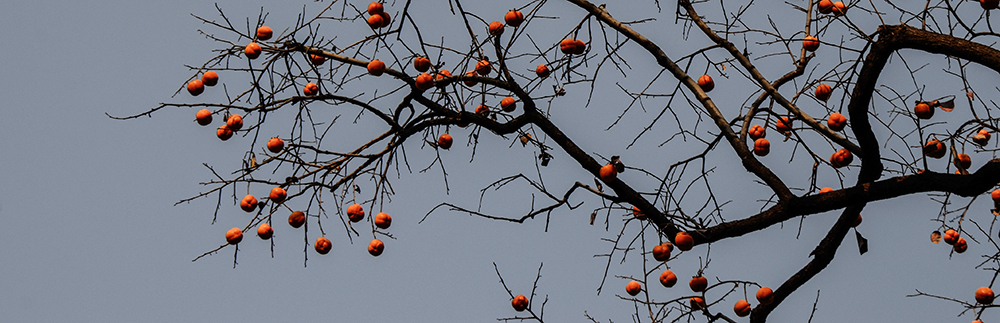 2014��11��8����������a 0131.jpg