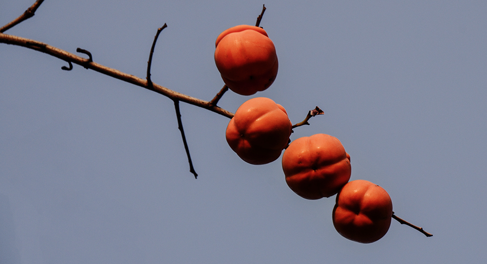 2014��11��8���������� a0191.jpg