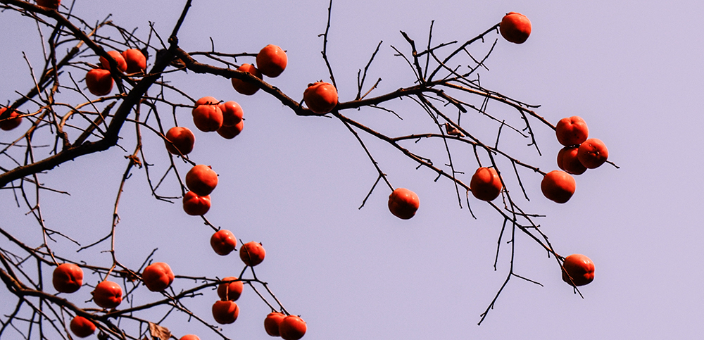 2014��11��8���������� a0171.jpg