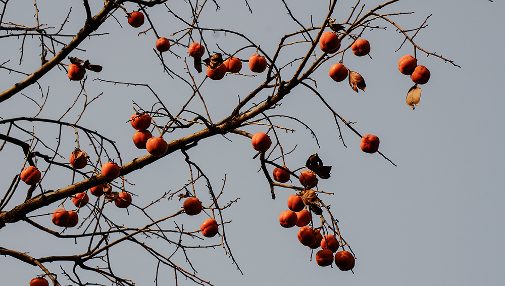 2014��11��8���������� a0271.jpg