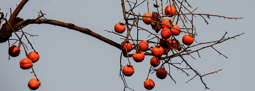 2014��11��8���������� a0361.jpg