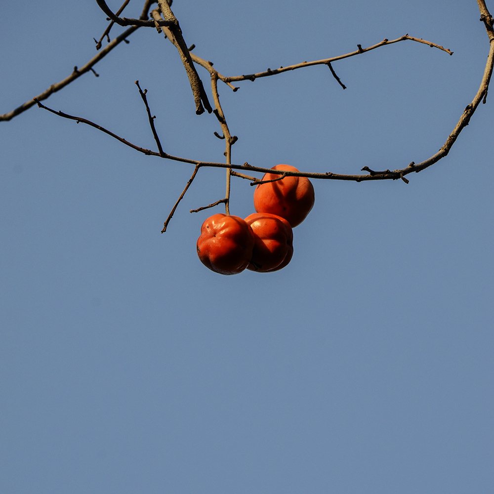 2014��11��9����������2 a2081.jpg