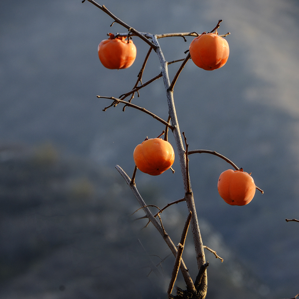 2014��11��9����������2 a2161.jpg