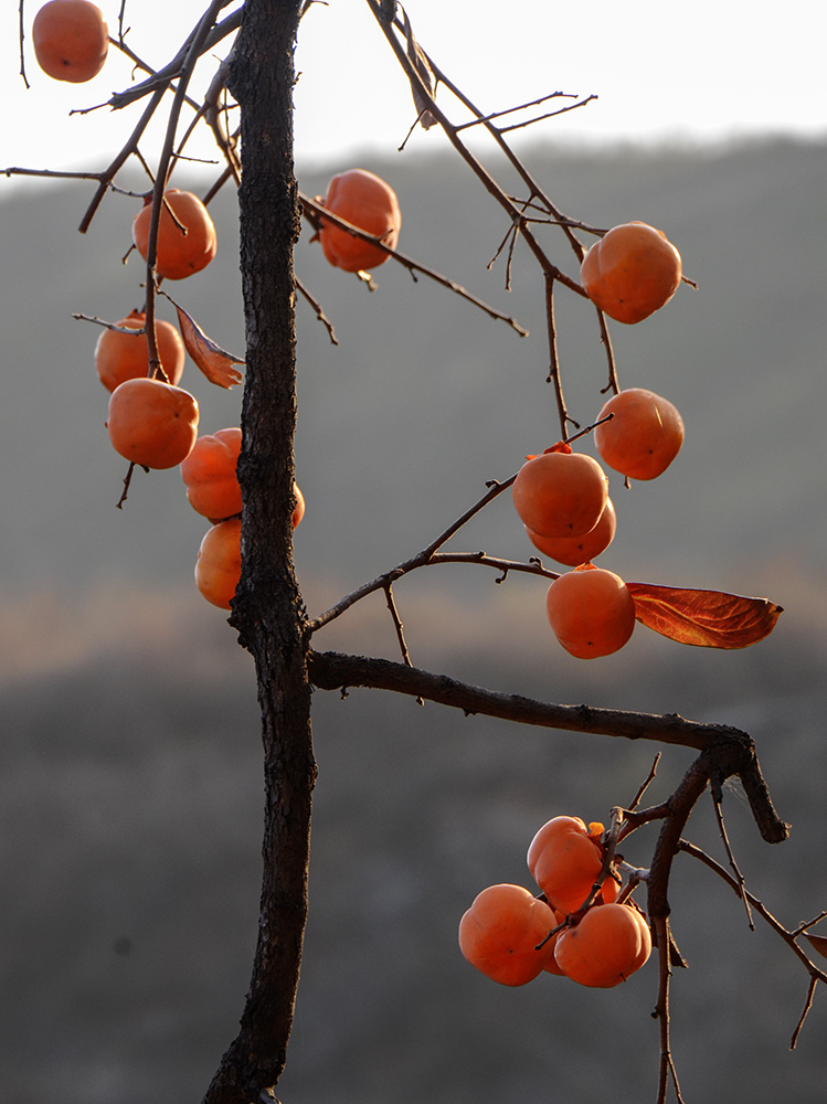 2014��11��9����������2 a2241.jpg