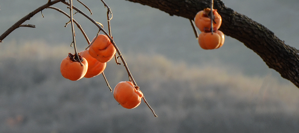 2014��11��9����������2 a2271.jpg