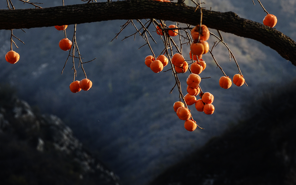 2014��11��9����������2 a2291.jpg