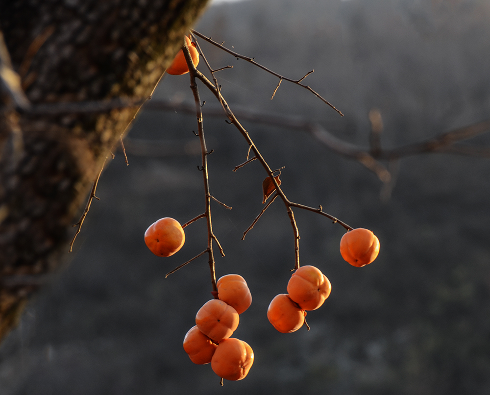 2014��11��9����������2 a2371.jpg