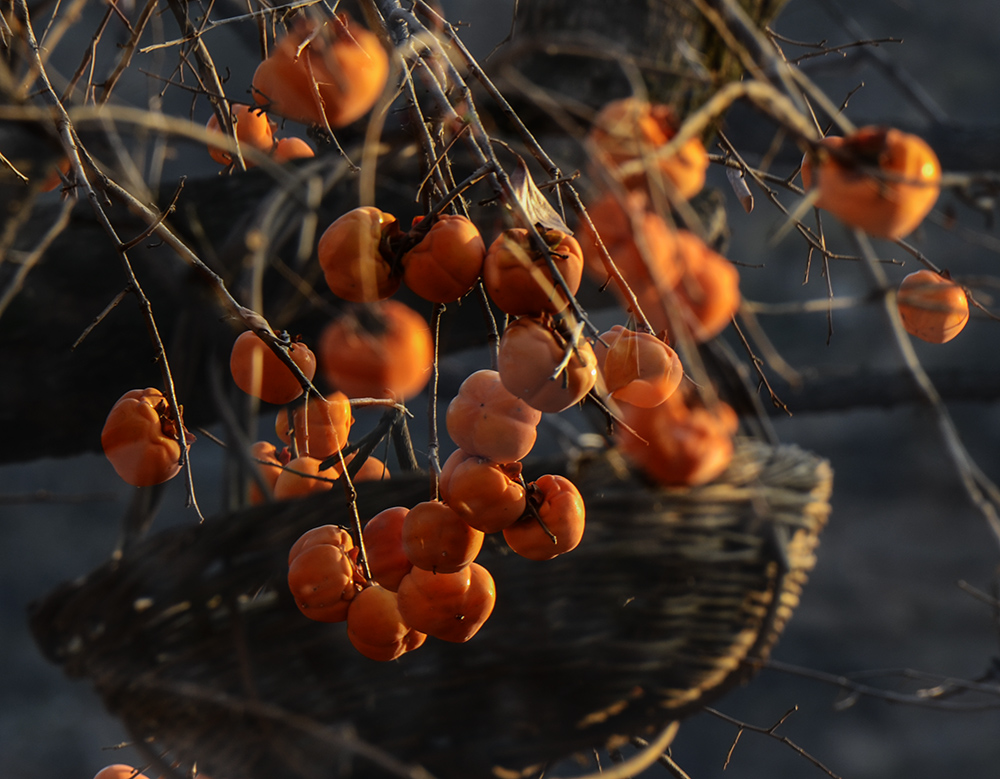 2014��11��9����������2 s2311.jpg