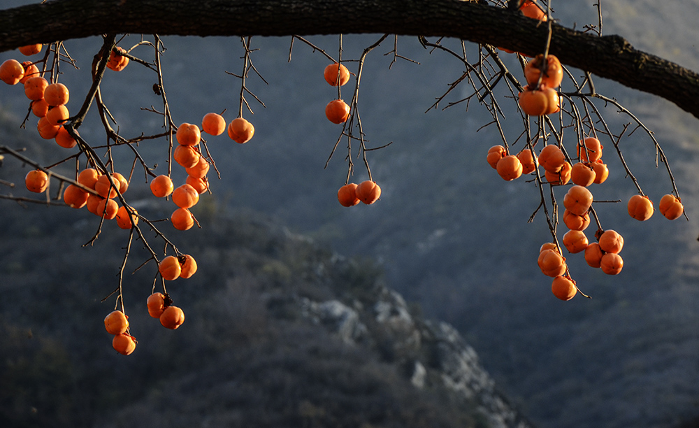 2014��11��9����������2 a2121.jpg