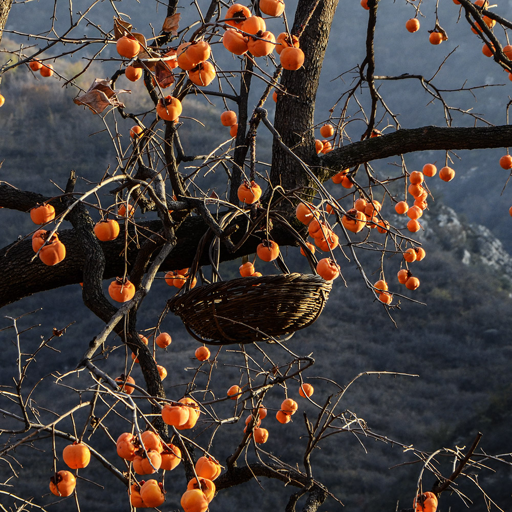 2014��11��9����������2 a2111.jpg