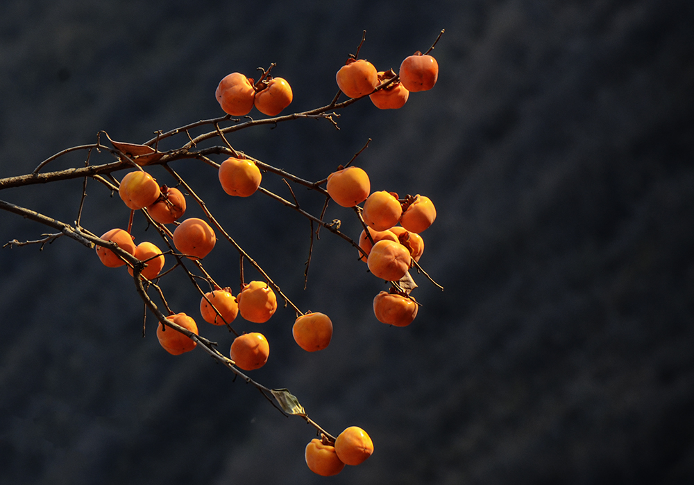 2014��11��9����������2 a2181.jpg