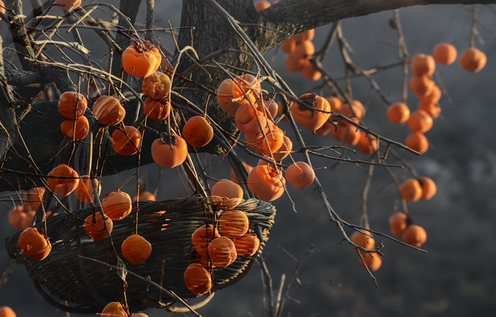 2014��11��9����������2 a2321.jpg