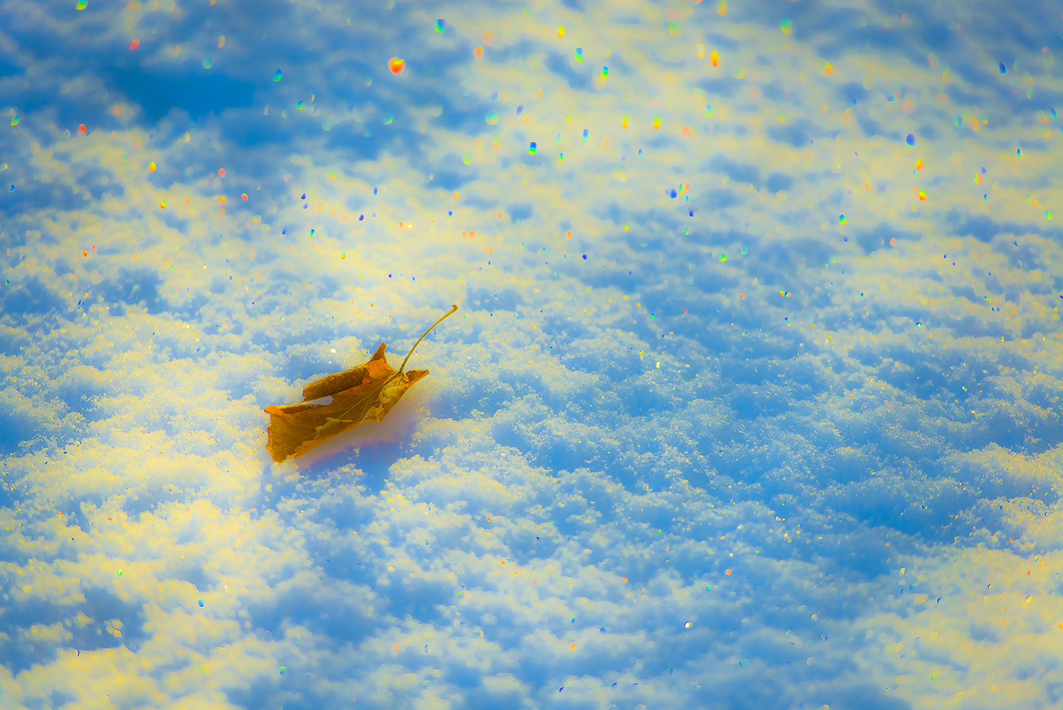 �¶���������