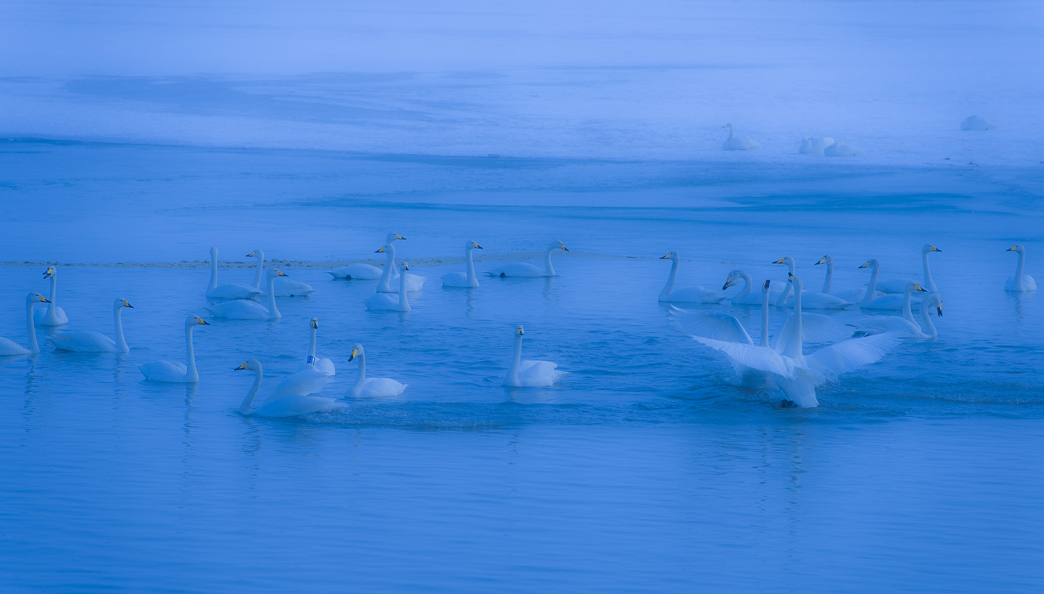 ��������԰