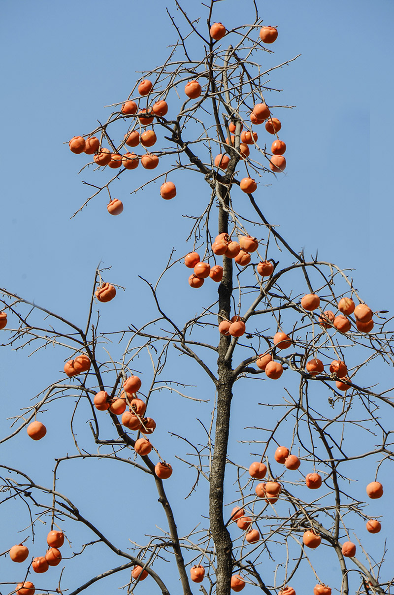 2014��11��9��a 0571.jpg