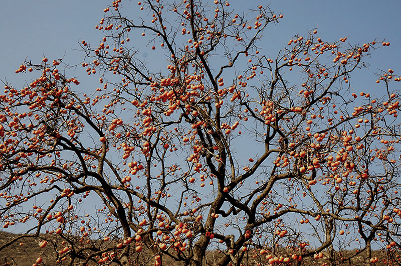 2014��11��9��a 0871.jpg