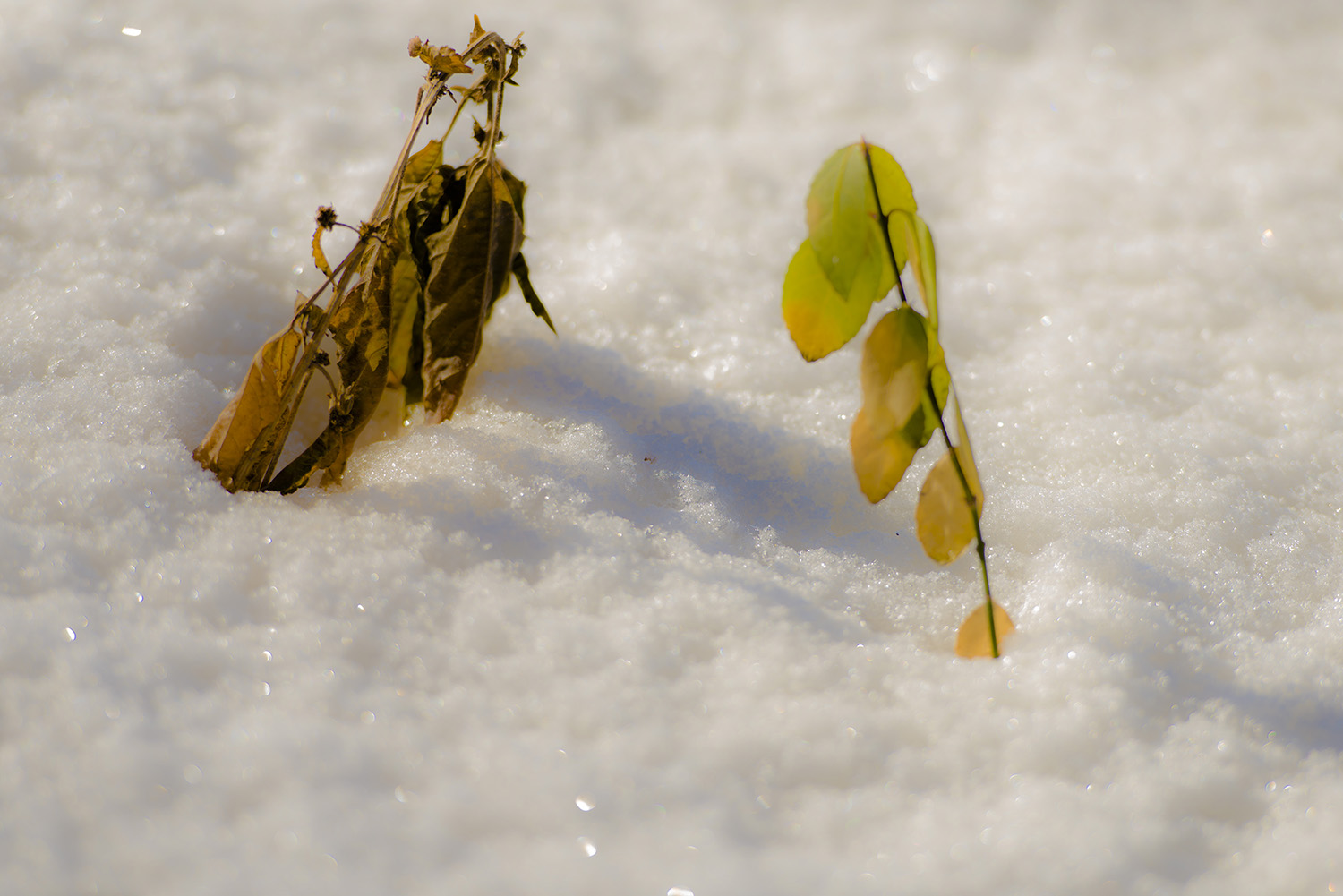 ���봺�����Ļ�