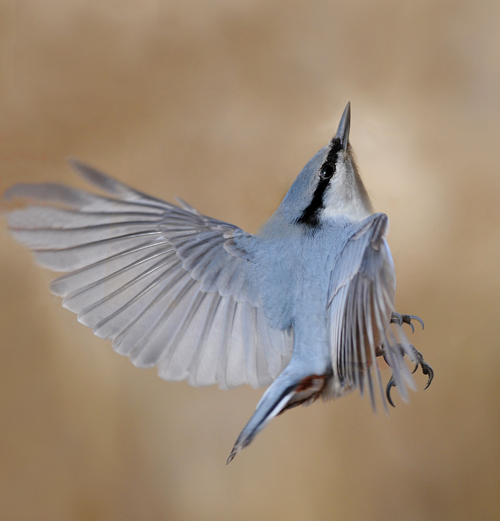 2DSC_0281   111222.jpg