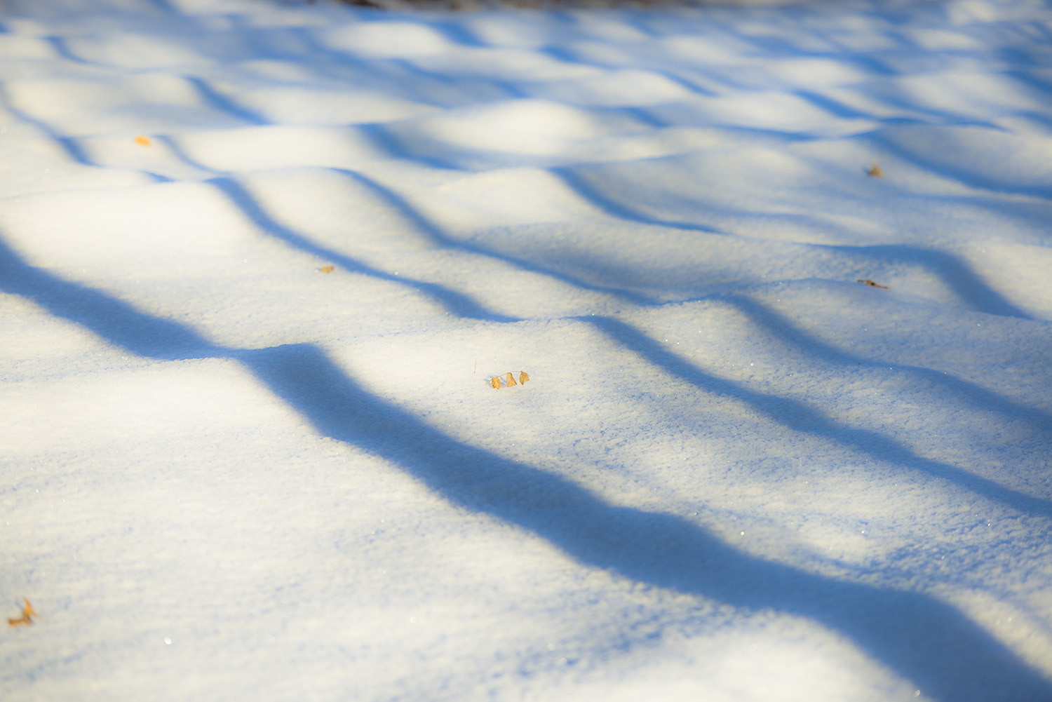 �����ѩ�������Ĳ�