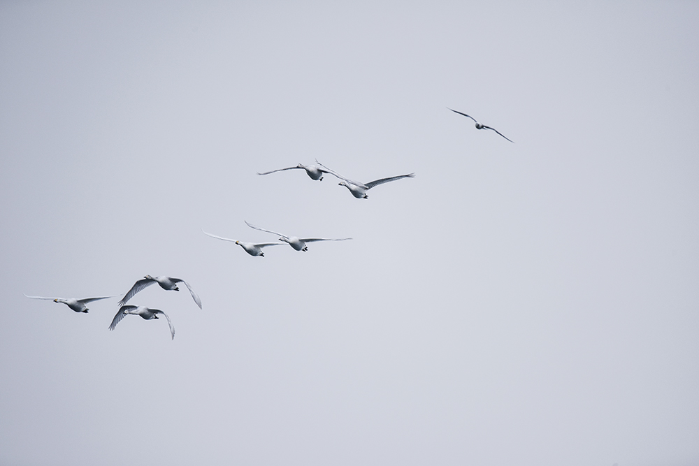 2015��1��12��ɽ�� a1361.jpg