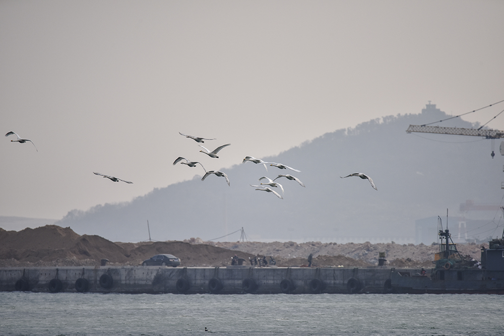 2015��1��12��ɽ�� a1071.jpg