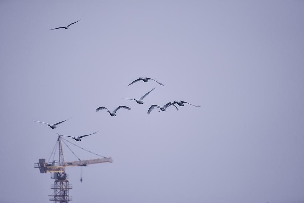 2015��1��12��ɽ�� a1321.jpg