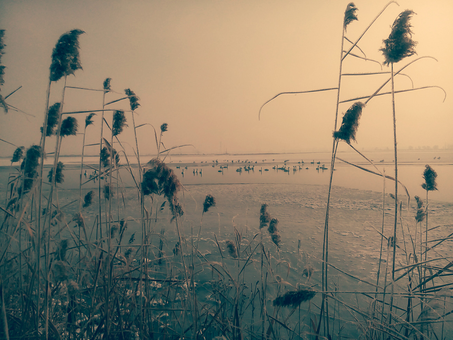 �ֻ������