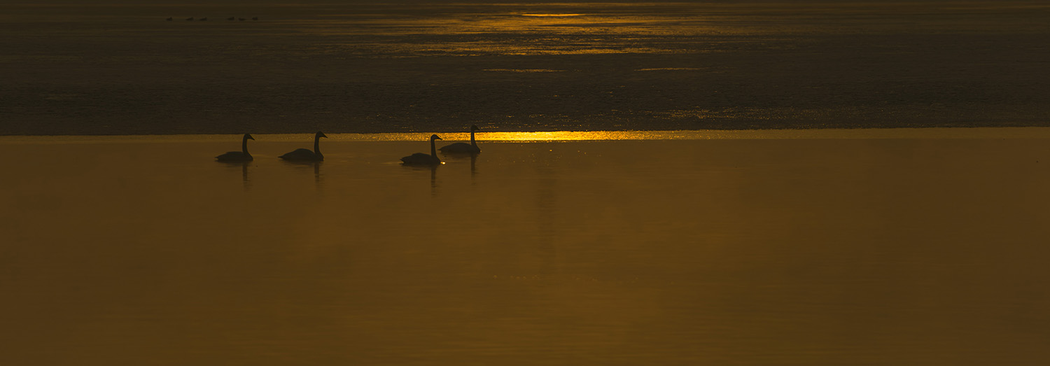 �����µı������