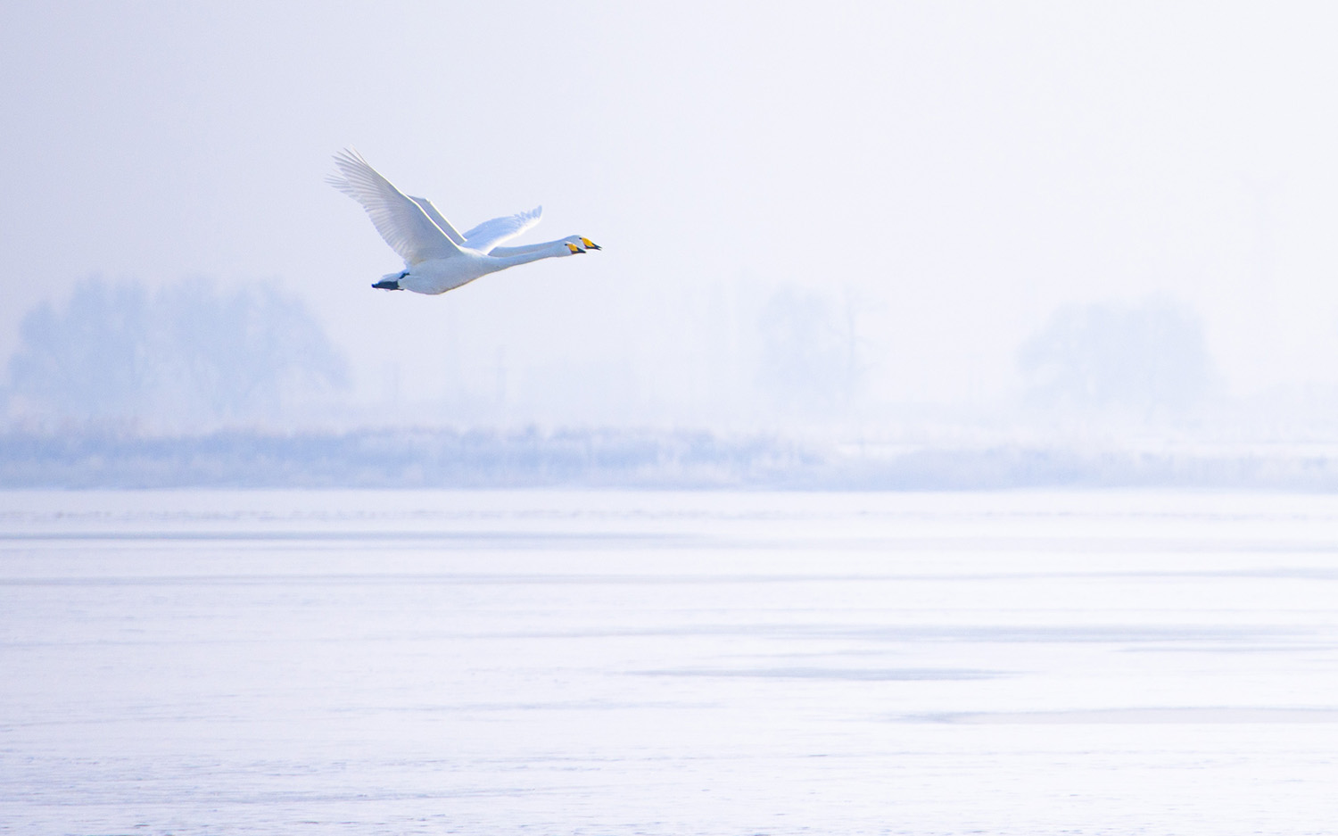 ����˫��