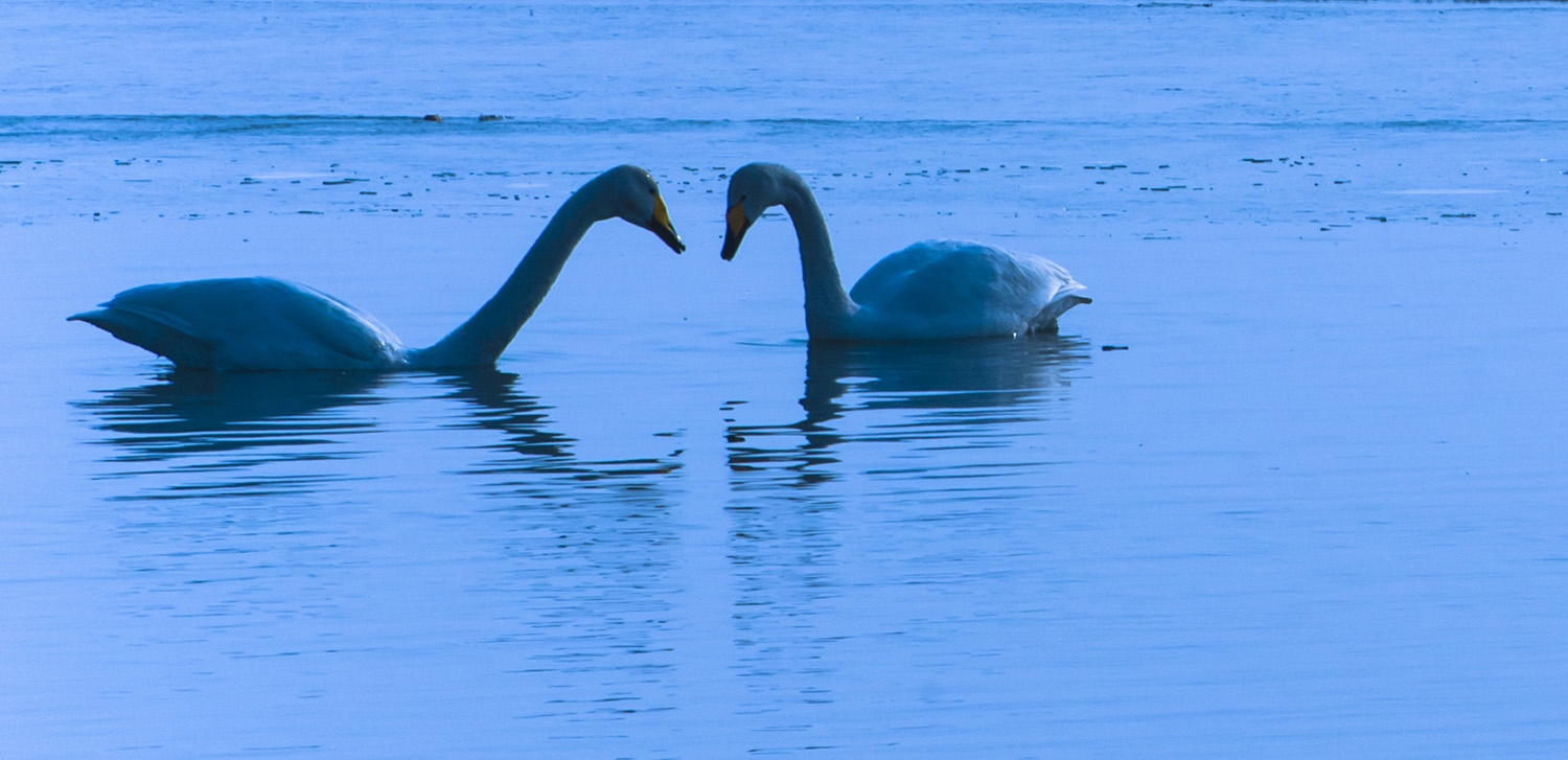 ��Ŀ���������