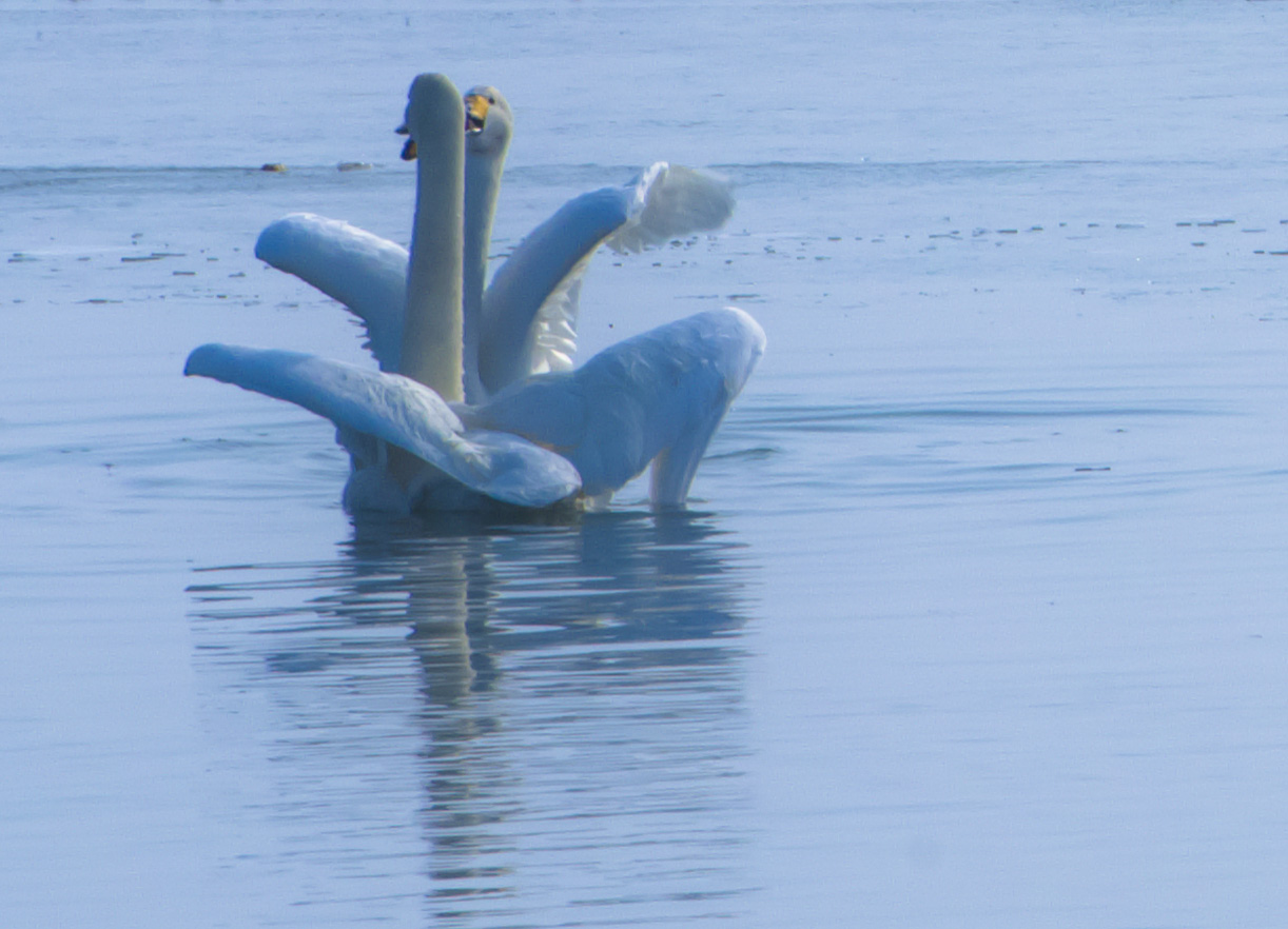 ����˫ӵ��Ũʱ