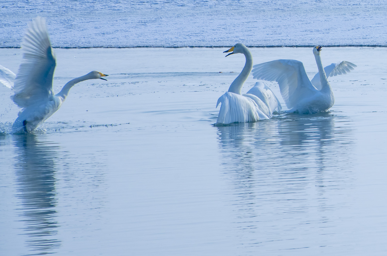 ���ߵ�����