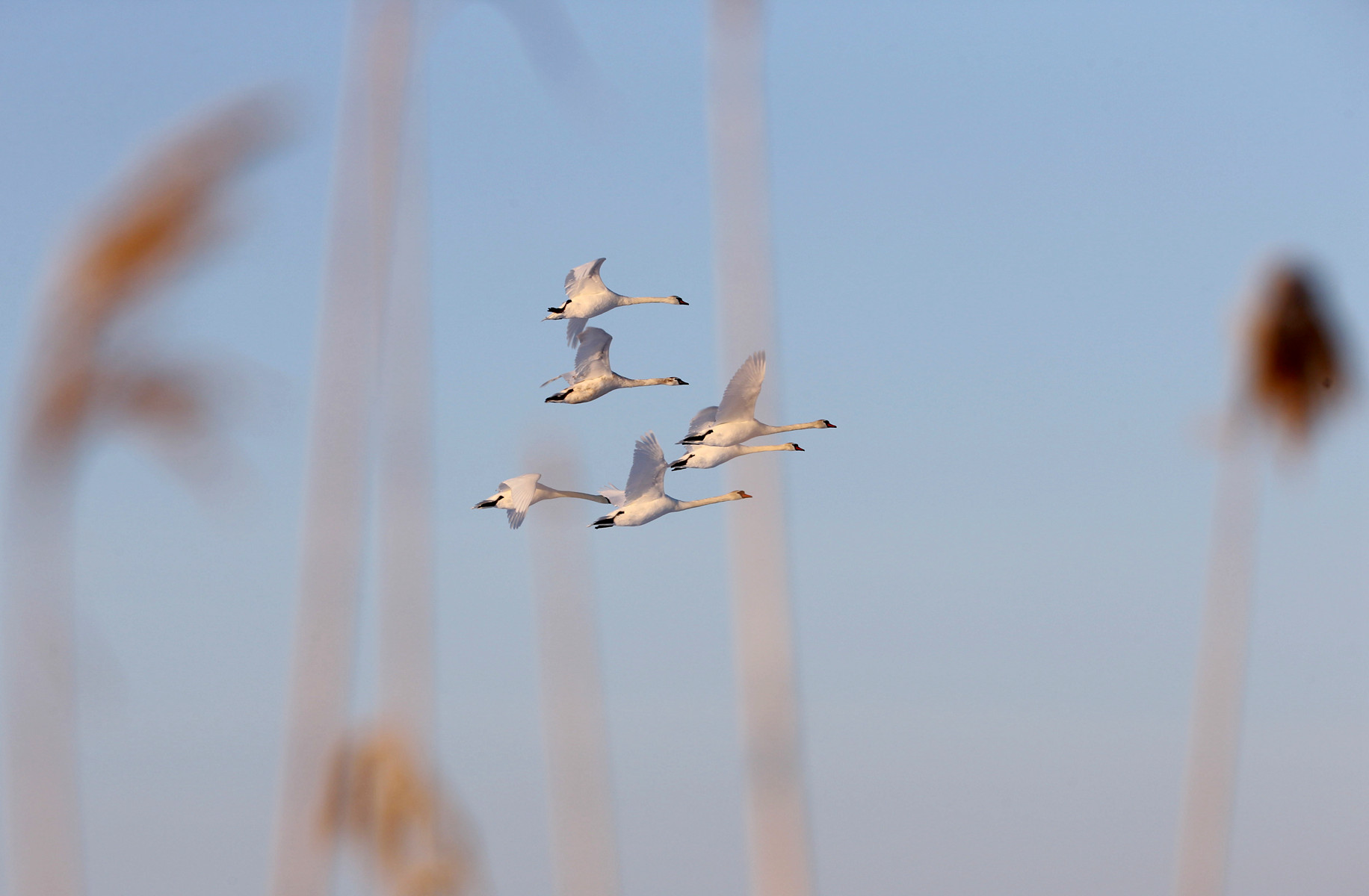 ӭ�ų����������� (3).jpg