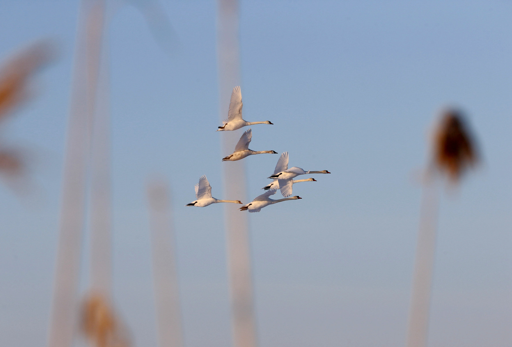 ӭ�ų����������� (4).jpg