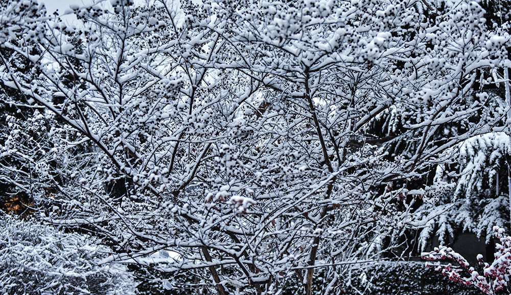 2015��3��8��ѩ a0061.jpg