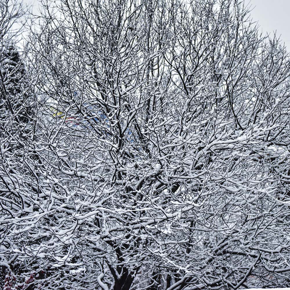 2015��3��8��ѩ a0151.jpg