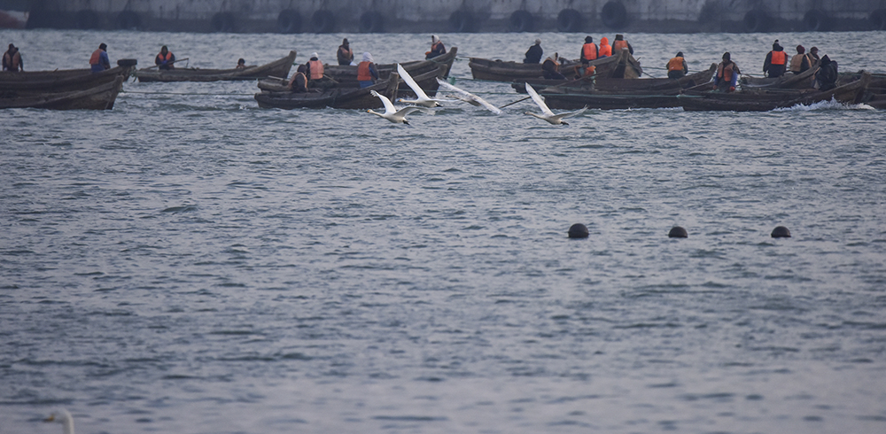 2015��1��12��ɽ�� a6741.jpg